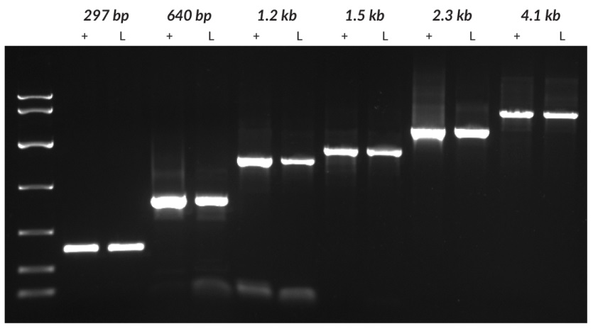 Targets of different lengths (297 bp and 4100 bp from tobacco, 640 bp from tomato, 1221 bp from grapevine, and 1448 bp and 2249 bp from potato) were amplified from purified DNA (+) or leaf discs (L) using the KAPA3G Plant PCR Kit.