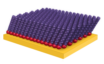 A scientific schematic depicting a self-assembled monolayer (SAM) on a substrate. The image shows a flat rectangular gold-colored surface with a single layer of red spherical atoms attached to it. Extending upward from the red atoms is a tightly packed, highly ordered arrangement of purple spherical molecular chains aligned perpendicular to the surface. The uniform organization of the molecules creates a dense monolayer coating across the substrate. The illustration is rendered in a three-dimensional style against a light gray background and is commonly used to represent surface functionalization and molecular self-assembly on solid materials. Schematic representation showing an ordered self-assembled monolayer
