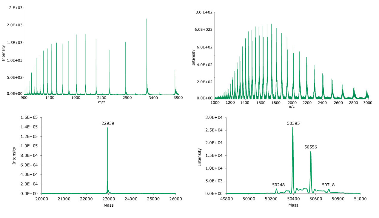 Summed (top) and deconvoluted (bottom) mass spectra of the light and heavy chains (left and right, respectively) of reduced SigmaMAb reference.
