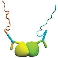 Detection of protein interactions using primary antibodies from the same species