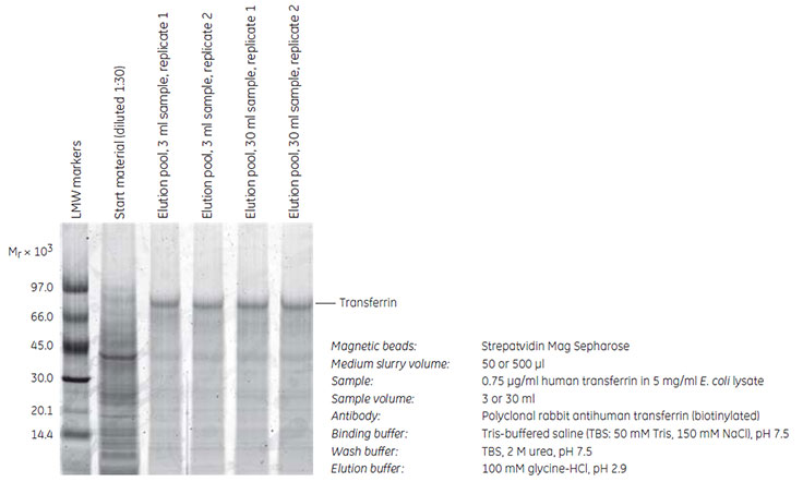 SDS-PAGE (reducing conditions) stained with Deep Purple Total Protein Stain SDS-PAGE (reducing conditions) stained with Deep Purple Total Protein Stain