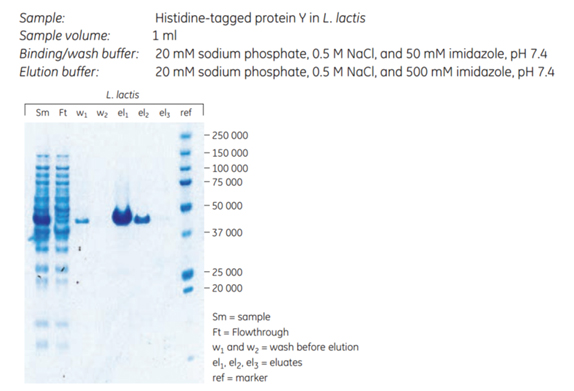 Purification of a cell wall protein in L. lactis Purification of a cell wall protein in L. lactis