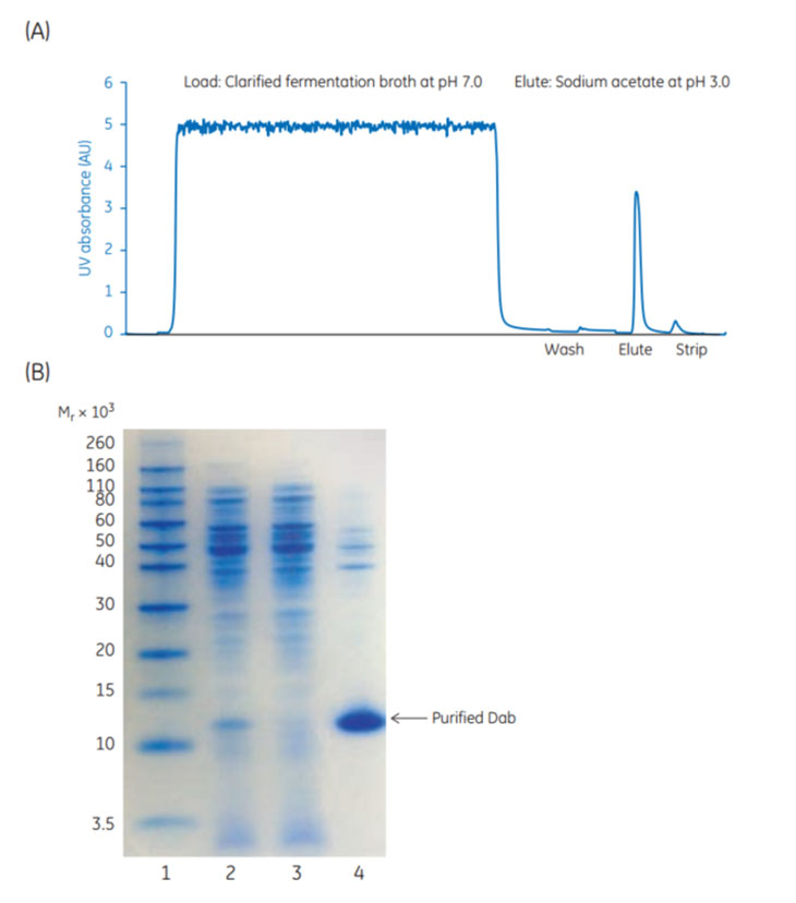 Purification of Dab fragments from E. coli and SDS-PAGE under reducing conditions of sample load Purification of Dab fragments from E. coli and SDS-PAGE under reducing conditions of sample load