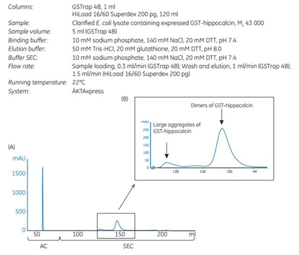 purification-gst-hippocalcin Purification of GST-hippocalcin