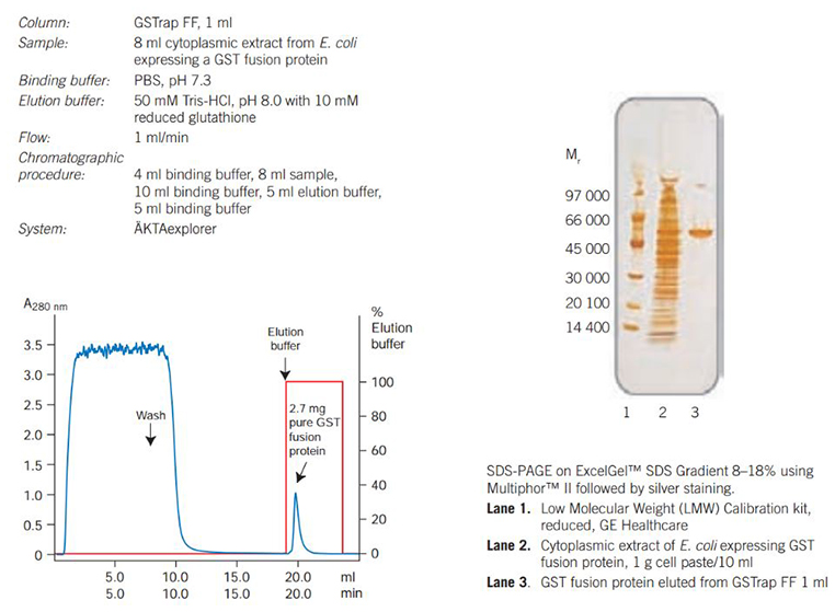 A typical puriﬁcation of GST fusion protein on GSTrap FF 1 ml with an SDS-PAGE analysis of the puriﬁed protein.