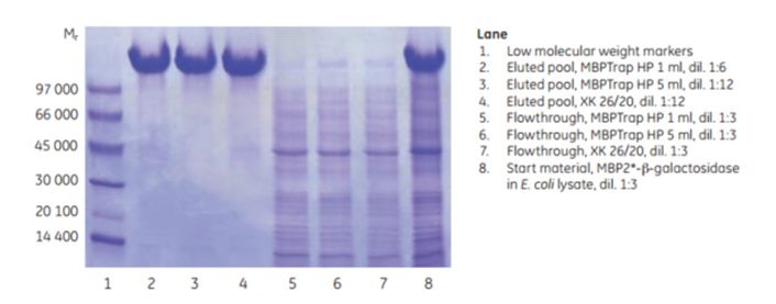 SDS-PAGE analysis