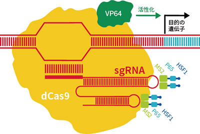 CRISPRa SAM(Synergistic Activation Mediator) CRISPRa SAM(Synergistic Activation Mediator)