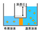 浸透平衡 浸透平衡