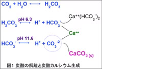 図1 炭酸カルシウム生成