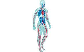 PromoCell® Human Primary Cells SigMania Vol.17 PromoCell® Human Primary Cells