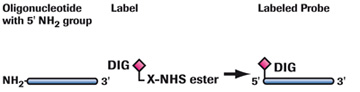Labeling 5´ end with DIG-NHS-Ester (5'末端ラべリング)