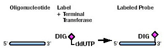 Labeling 3´ end with DIG-ddUTP (3'末端ラべリング)