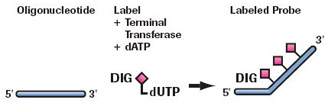 Adding a 3´ tail of DIG-dUTP and dATP (テイリング)