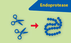 Endoprotease Endoprotease