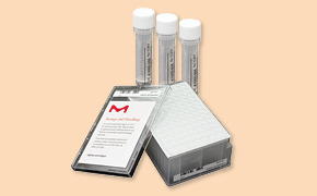 Primers and DNA/RNA Oligos - How to order/Product overview