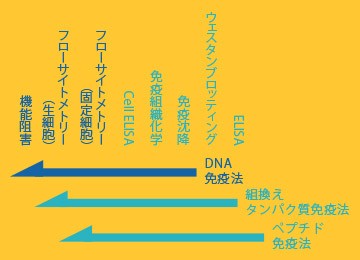 DNA免疫法 DNA免疫法