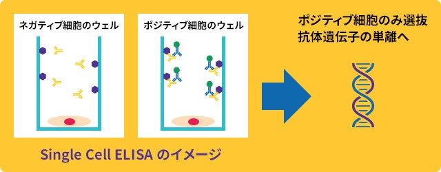 リコンビナントウサギ リコンビナントウサギ
