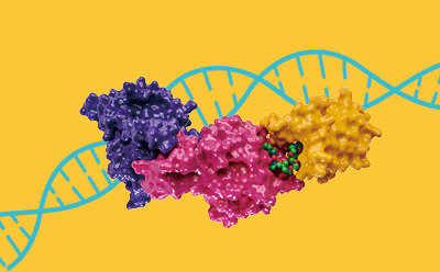 Crispr library