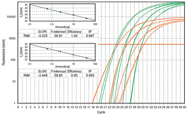 Duplex qPCR 반응에서의 증폭 곡선 예시