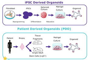 ipsc-derived-organoids ipsc-derived-organoids