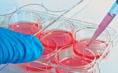 Cell culture media in pipette