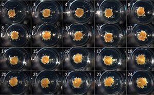 3D Cell Culture