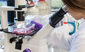 Culturing primary cells Solutions for common problems with cell culture