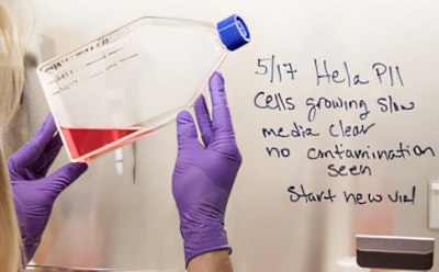 Maintenance and proliferation of cells in culture Maintenance and proliferation of cells in culture