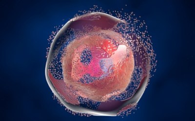 Cell death in cell culture Cell death in cell culture