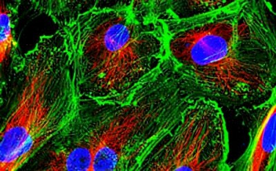 Human primary cells in culture Imagen de microscopio de fluorescencia que muestra el cultivo celular primario con células teñidas que resaltan varios componentes: núcleos en azul, filamentos de actina en verde y mitocondrias en rojo.