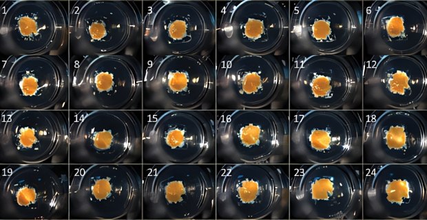 3D human liver tissue bioprinted on Corning Transwell permeable supports Tejido hepático humano en 3D bioimprimido en soportes permeables Corning Transwell.