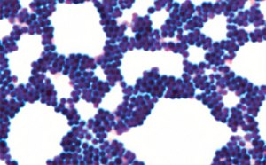Bacteriolog&iacute;a