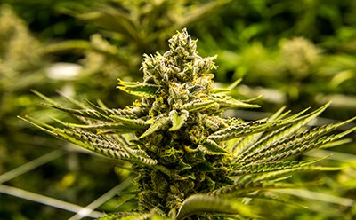 Analysis of pesticides and mycotoxins in cannabis & hemp Análisis de residuos de plaguicidas y micotoxinas en el cannabis y el cáñamo utilizando LC-MS/MS y GC-MS/MS para satisfacer los requisitos normativos.