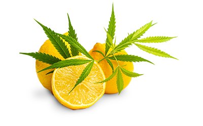 Terpenes testing in cannabis and hemp Perfilado de terpenos en el cannabis para determinar la pureza, la calidad y la identidad de las cepas de cannabis mediante GC-MS, al tiempo que se cumplen los requisitos legales y normativos.