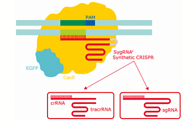 SygRNA Synthetic CRISPR Schematic diagram of the CRISPR gene editing system showing the different types of synthetic gRNA for CRISPR.