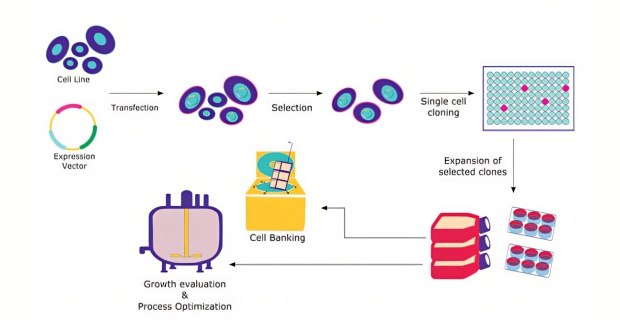 Expresión de proteínas recombinantes en células de mamífero Expresión de proteínas recombinantes en células de mamífero