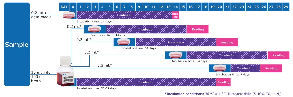 Workflow to Detect Mycoplasmas acc. to EP 2.6.7 & USP 63 * On days after inoculation, subculture each liquid medium by inoculating 0,2 mL on at least 1 plate of each solid medium. Repeat the procedure between the 6<sup>th</sup> and 8<sup>th</sup> day, again between the 13<sup>th</sup> and 15<sup>th</sup> day and again between the 19th and 21st day of the test. Observe the liquid media every 2 or 3 days and if a color change occurs, subculture. Note: In addition, one positive and one negative control per solid and liquid medium is required, with an incubation time of 14 days.
