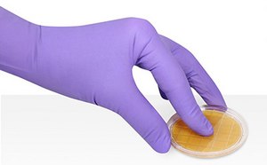 A hand wearing a purple glove holding a contact agar plate. The agar in the plate is grid-marked and is yellowish-orange, which is common for general-purpose microbiological growth media.