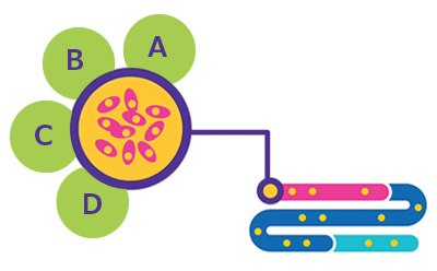 Cell Line Development Infographic of BioReliance® cell line development services during pre-clinical phase of new drug investigation