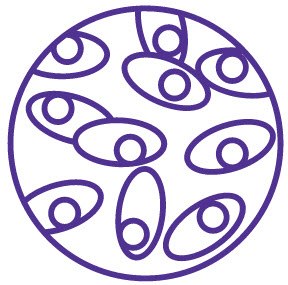 Un diseño de arte lineal morado con un patrón circular con elementos simétricos que recuerdan al desarrollo de la línea celular. Un diseño de arte lineal morado con un patrón circular con elementos simétricos que recuerdan al desarrollo de la línea celular.