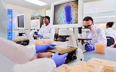 Científicos analizan muestras en un laboratorio utilizando microscopios. El escenario es moderno y ajetreado, y una colorida imagen celular en un monitor. Científicos analizan muestras en un laboratorio utilizando microscopios. El escenario es moderno y ajetreado, y una colorida imagen celular en un monitor.