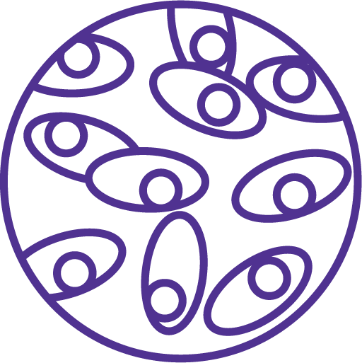 Diagrama circular morado que ilustra la división y el crecimiento celulares. Las formas celulares ovaladas e irregulares interconectadas dentro de la estructura circular sugieren procesos biológicos dinámicos. Diagrama circular morado que ilustra la división y el crecimiento celulares. Las formas celulares ovaladas e irregulares interconectadas dentro de la estructura circular sugieren procesos biológicos dinámicos.