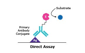El diagrama muestra un conjugado de anticuerpo primario con dos formas conectadas, una rosa y otra verde azulada. Representan diferentes partes del conjugado.