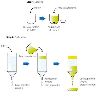 protein-labelling-with-atto-dyes Marcaje fluorescente y modificación de las proteínas