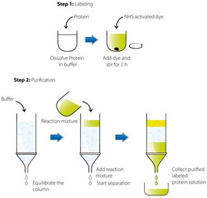 La imagen describe un proceso de dos pasos para etiquetar y purificar proteínas, Paso 1: etiquetado y Paso 2: purificación