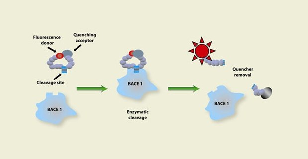 Diagrama que ilustra la escisión enzimática en la que interviene BACE 1 y la extinción de la fluorescencia. Se representan tres etapas: (1) Dador de fluorescencia conectado a un aceptor atenuante, (2) escisión enzimática por BACE 1 y (3) aumento de la fluorescencia debido a la eliminación del atenuador. Diagrama que ilustra la escisión enzimática en la que interviene BACE 1 y la extinción de la fluorescencia. Se representan tres etapas: (1) Dador de fluorescencia conectado a un aceptor atenuante, (2) escisión enzimática por BACE 1 y (3) aumento de la fluorescencia debido a la eliminación del atenuador.