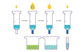 Protein Affinity Chromatography La imagen representa un proceso científico en el que aparecen tres pipetas en la parte superior, cada una llena de un líquido azul. Debajo de las pipetas, hay vasos de precipitado que contienen un líquido verde con partículas en suspensión. Al lado de los vasos hay una probeta graduada que contiene también un líquido azul. Probablemente esta imagen representa un procedimiento de laboratorio relacionado con la purificación de proteínas.