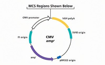 CMV Promoter Mammalian Expression Vector Diagrama de un plásmido donde se observa el promotor CMV, el hGH polyA, el origen SV40 y el origen pBR322 con resistencia a amp^.