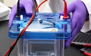 Un científico está realizando un experimentoen una cámara de electroforesis azul conectada con cables rojos y negros sobre una mesa de laboratorio blanca.