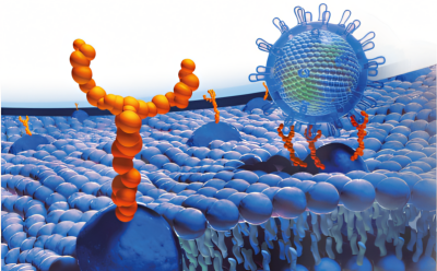Glycobiology Structure Imagen que muestra la estructura de un glucano complejo con N-acetilglucosamina, manosa, galactosa, ácido N-acetilneuramínico, fucosa.